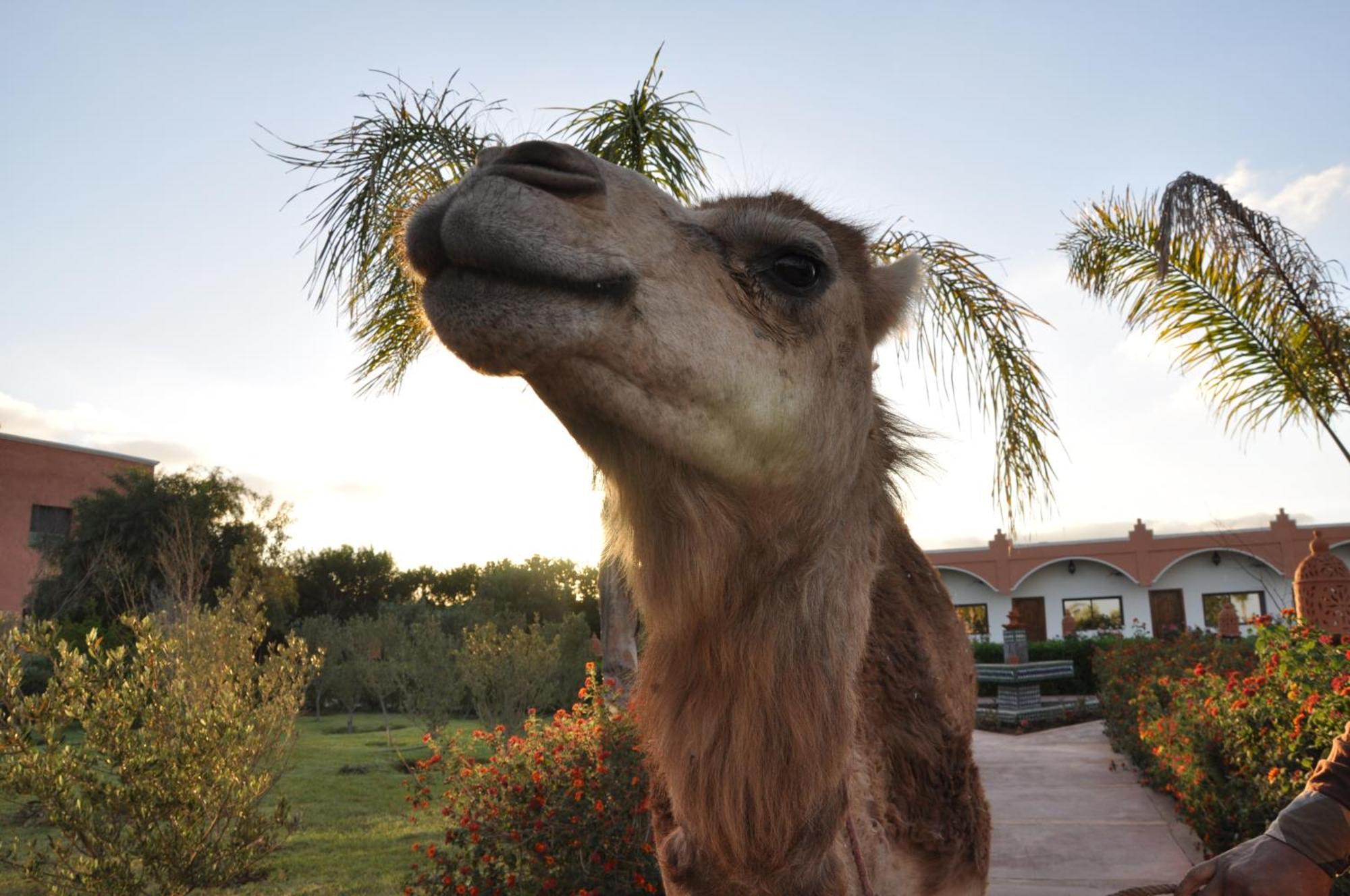 Riad Hamdani Derroua ภายนอก รูปภาพ